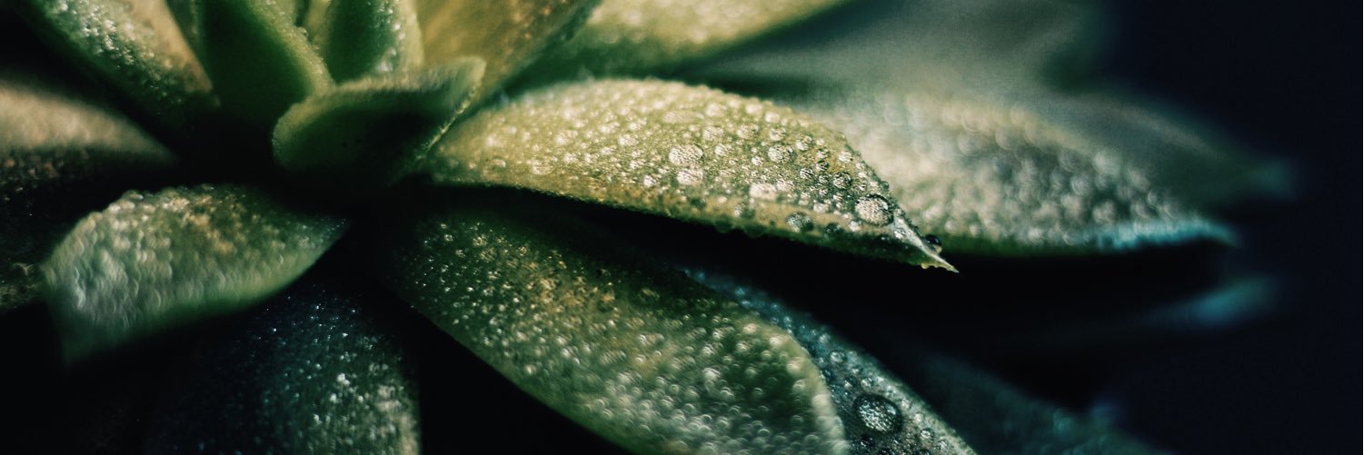 lenie_loves's profile banner image