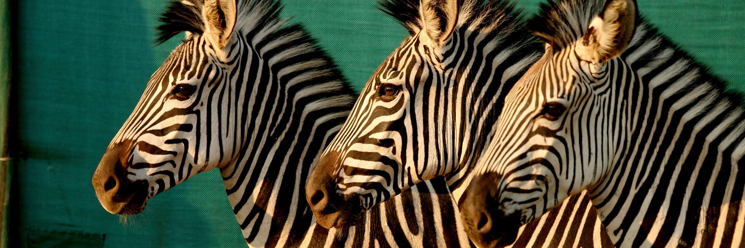 Off the Fence banner