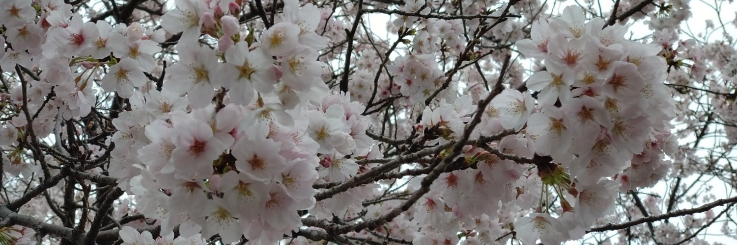 a_sakura's profile banner image