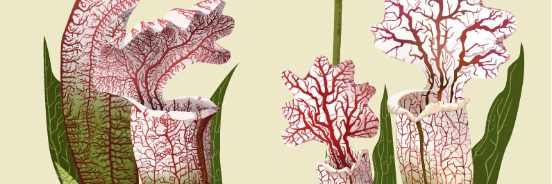 ForestalBoy's profile banner image