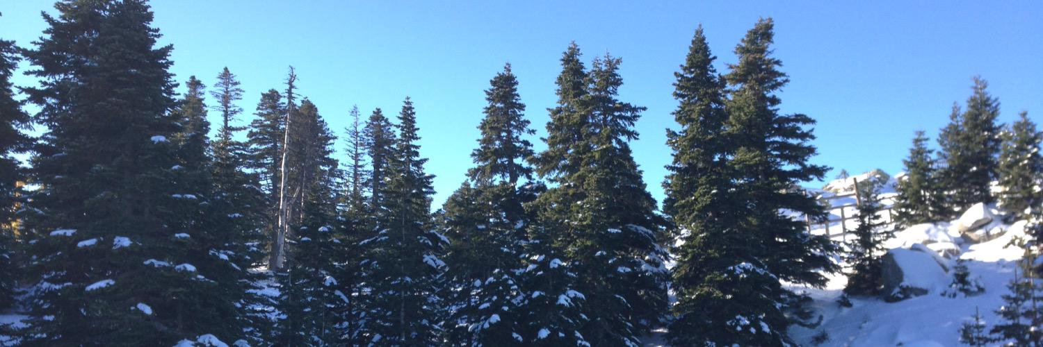 dizzydizaa's profile banner image