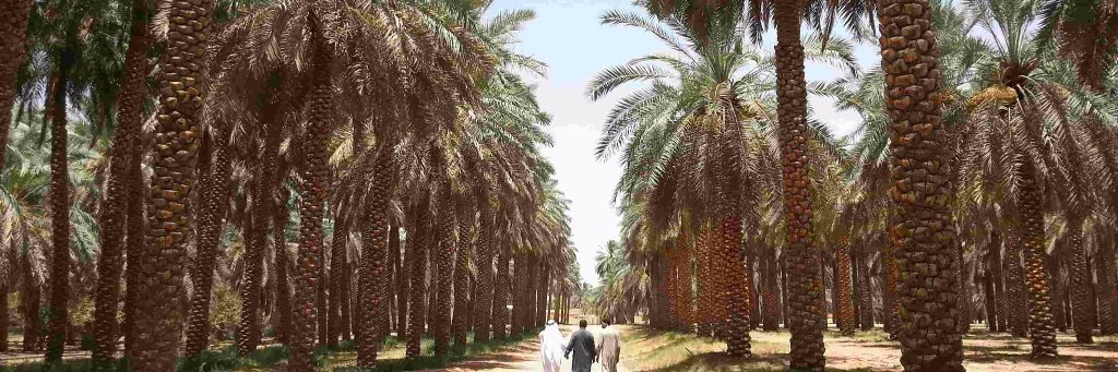 Yogi & Yousef Fresh Dates banner