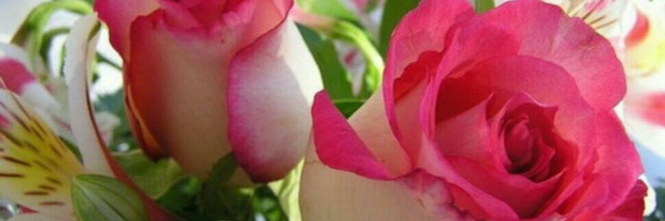 aa_umwaleed's profile banner image