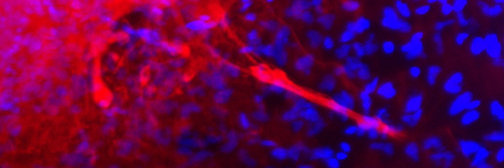 Unimelb Centre for Stem Cell Systems banner