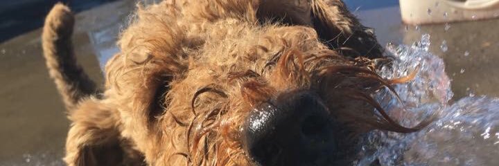 PupStopsHere's profile banner image