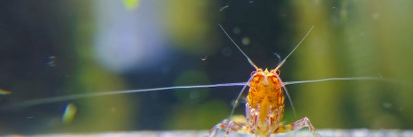 CD_Musgrave Profile Banner