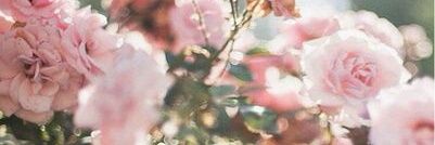 myrtlejavier's profile banner image