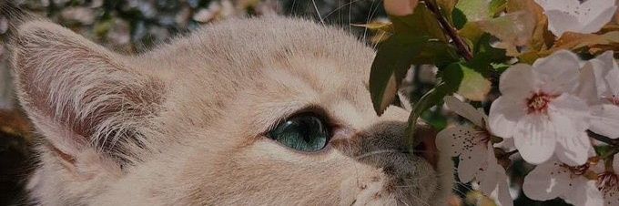 ririripa's profile banner image