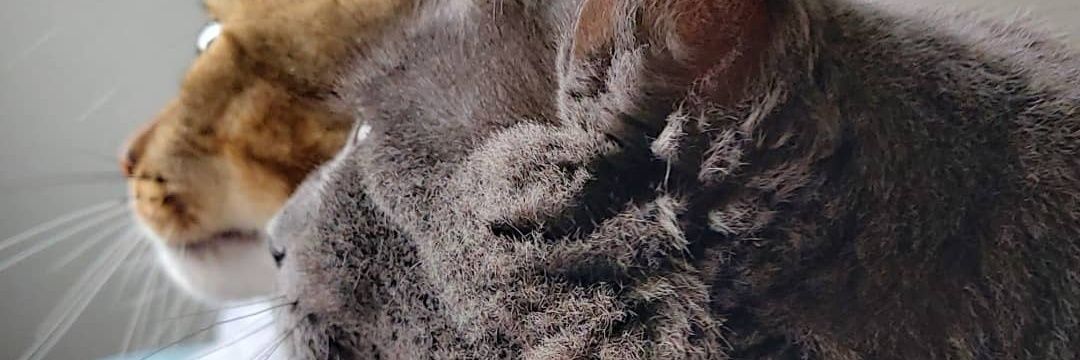 ▽▲ 🆘️🌈 banner