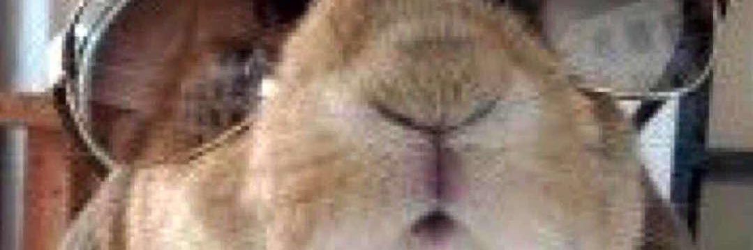 Chairman Rabbit banner