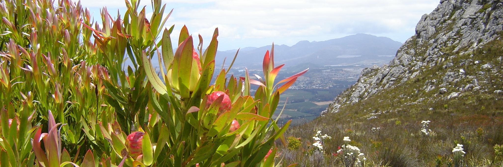 NatureDiscovery's profile banner image