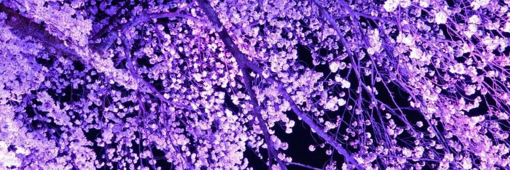 odawarajoe's profile banner image