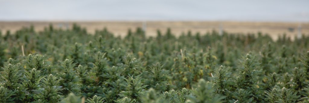 Intl Hemp Exchange banner