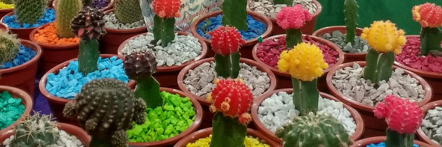 CactusRuben's profile banner image