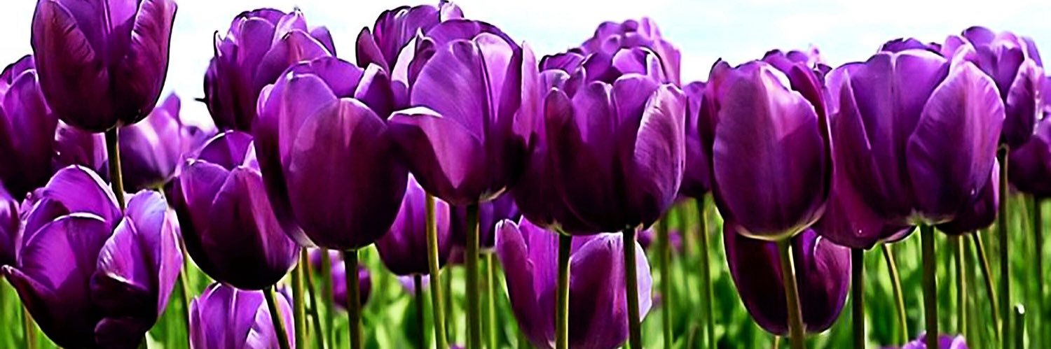 Nefarious Aquarius 🍀☮️🌷's banner