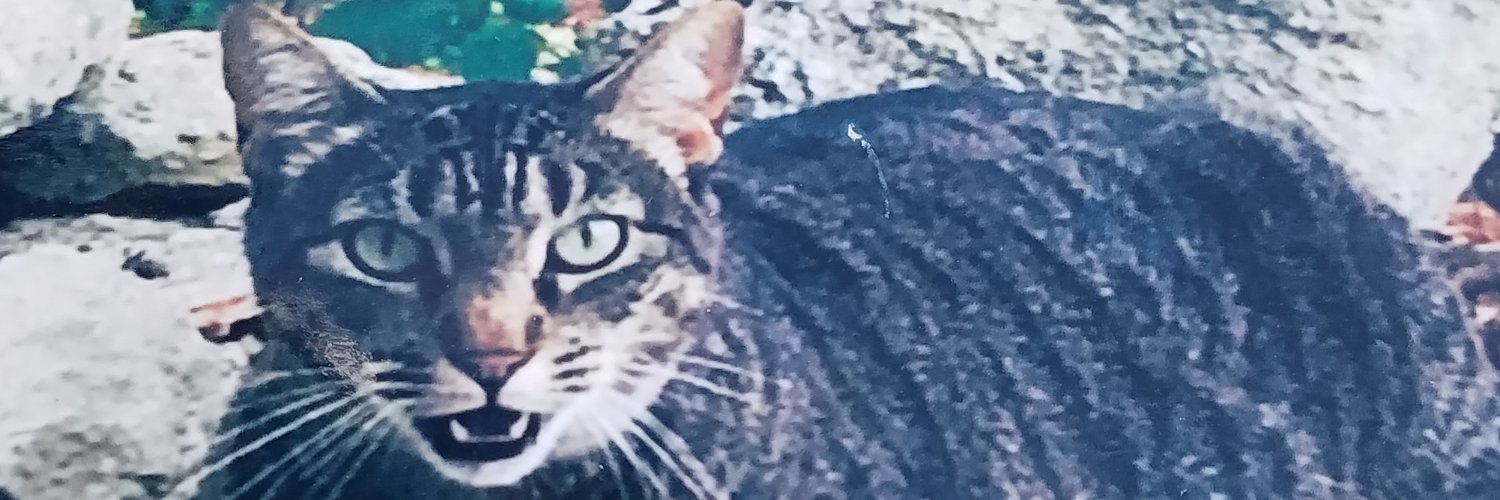 Kattkeith banner