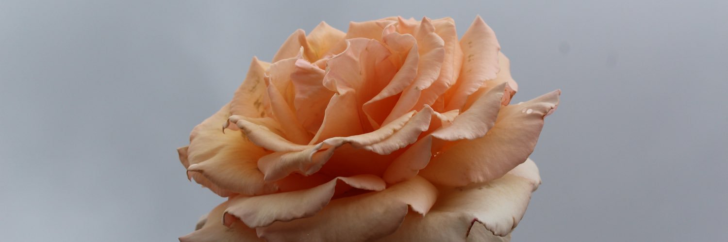 katierose1007's profile banner image