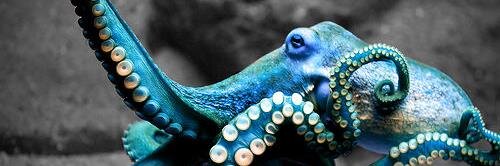 Octopus banner