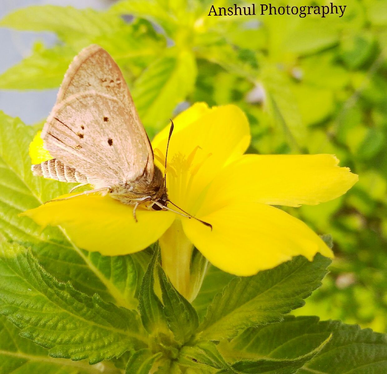 theanshul98's profile banner image