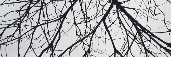 cedrus_ftm's profile banner image