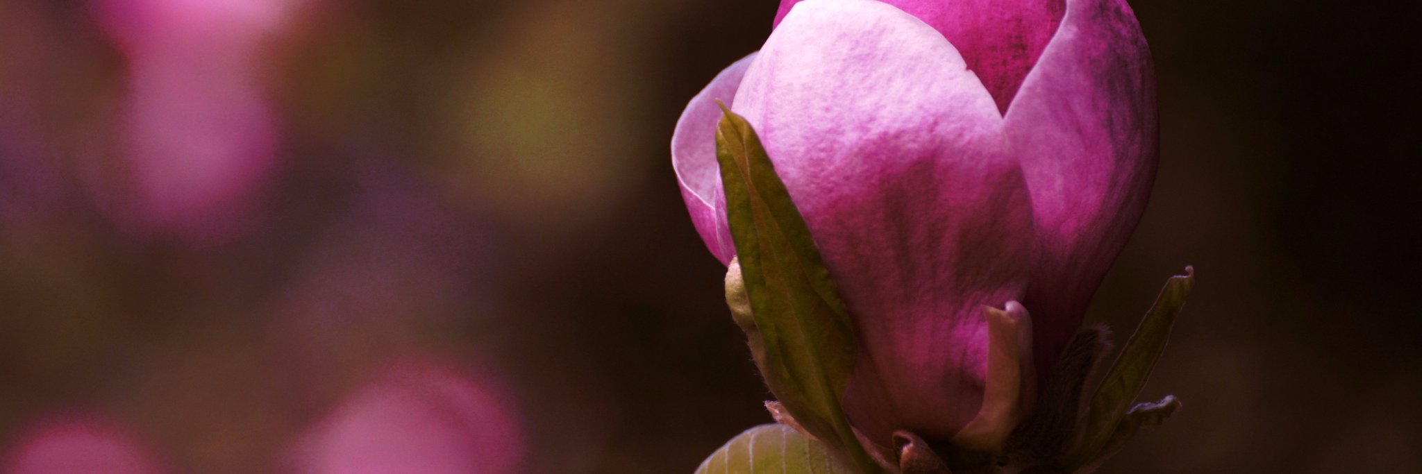 studimom's profile banner image