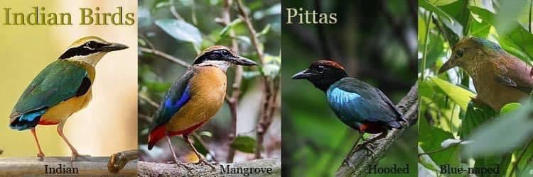 Kanwar Bir Singh (KB) banner