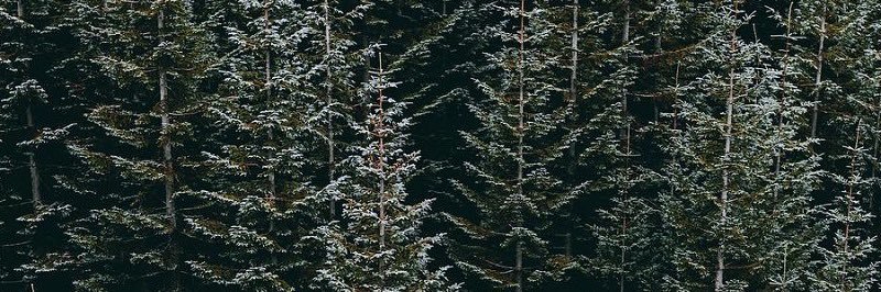 repiine's profile banner image