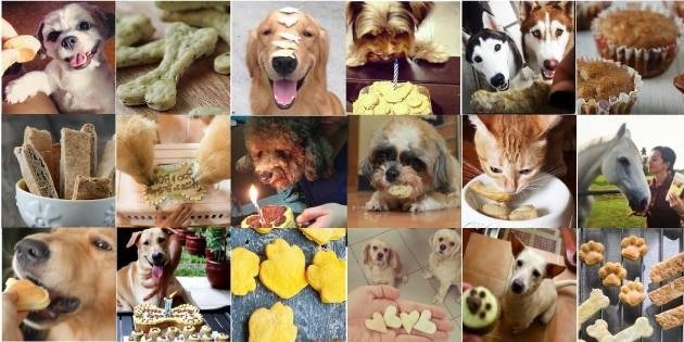 WholePetKitchen's profile banner image