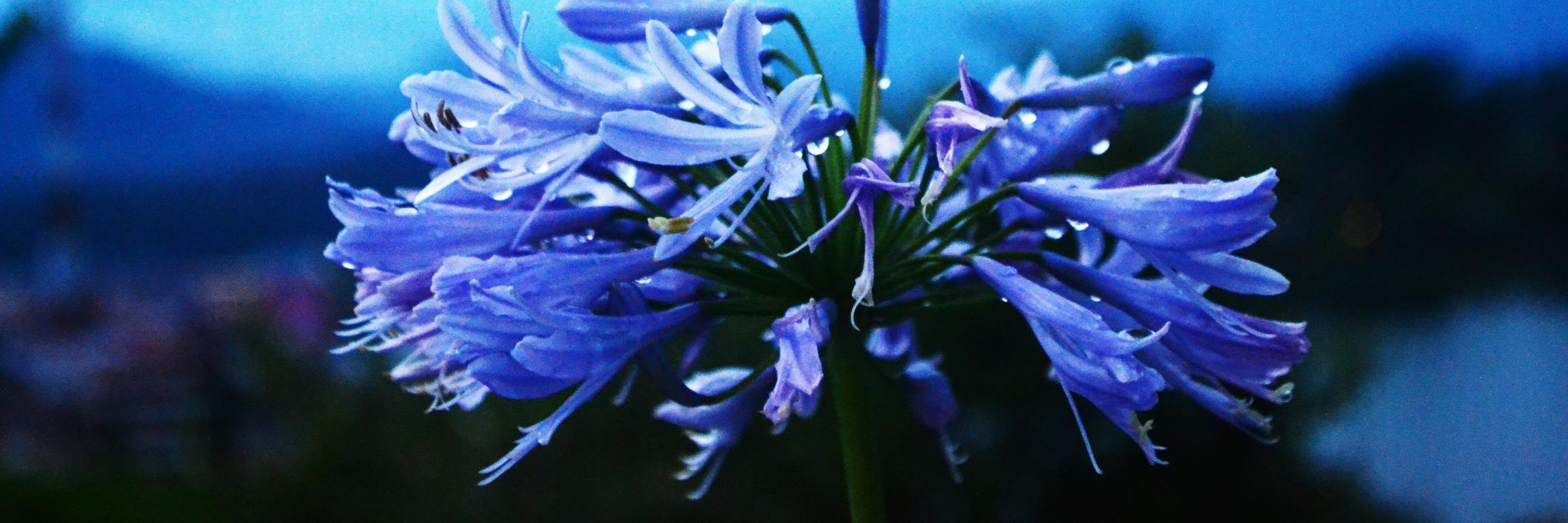 erna_eruna's profile banner image