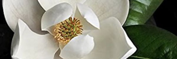 CNS_APRN Profile Banner