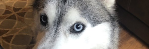 TPB_Robonyzer Profile Banner