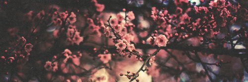 ladydawnish's profile banner image