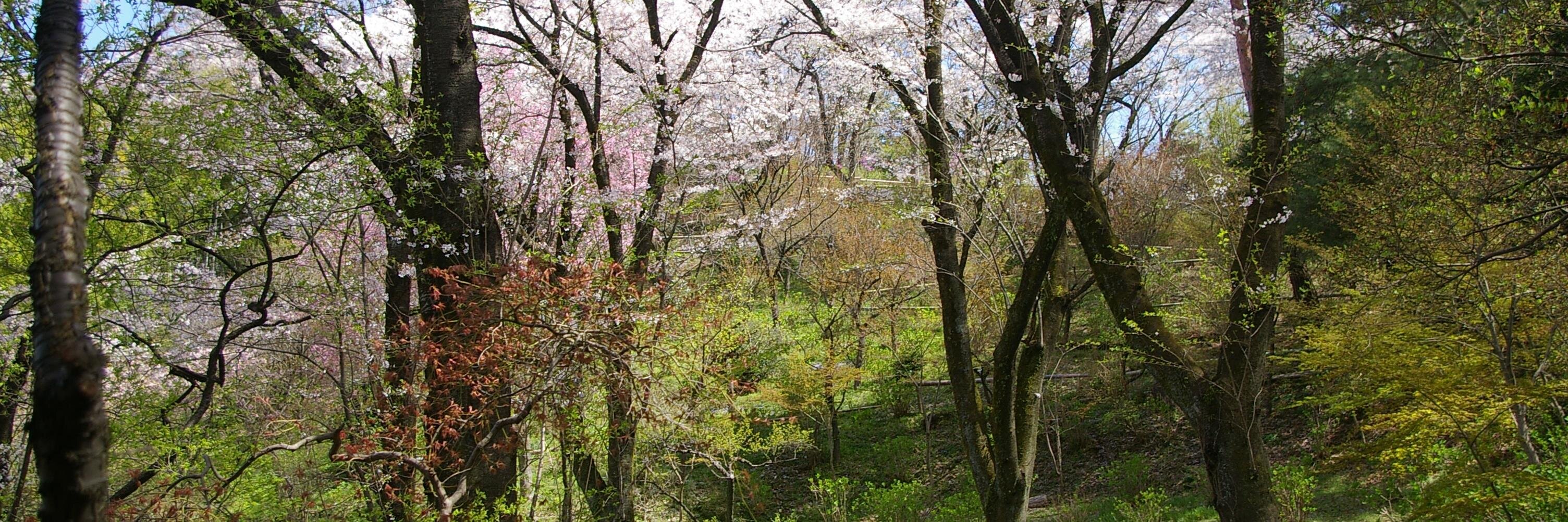 okaiko1's profile banner image
