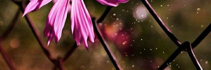 آلـنـون banner