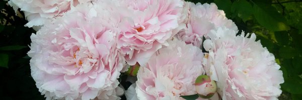 tanya_mui Profile Banner