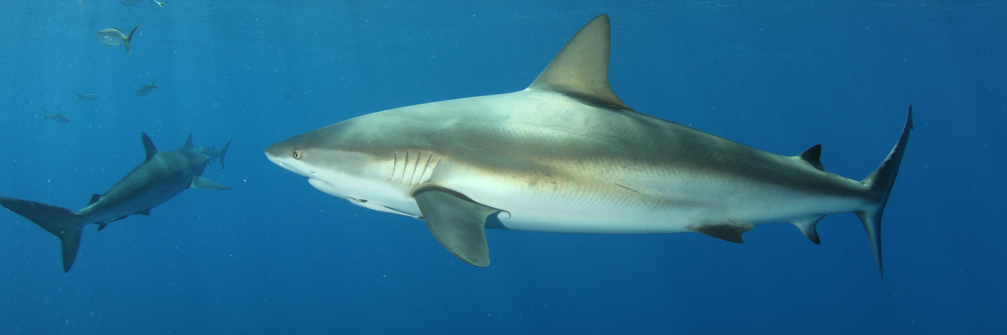 Dr. Rachel T. Graham banner