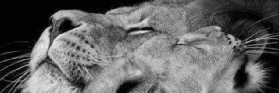 Irene7777Martin's profile banner image
