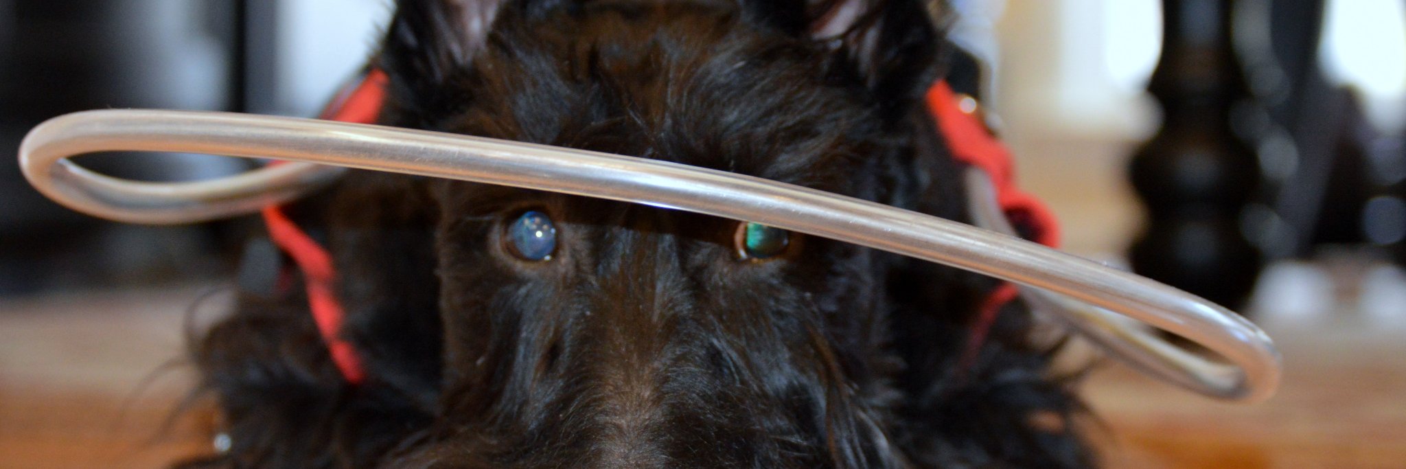 halosforpaws's profile banner image