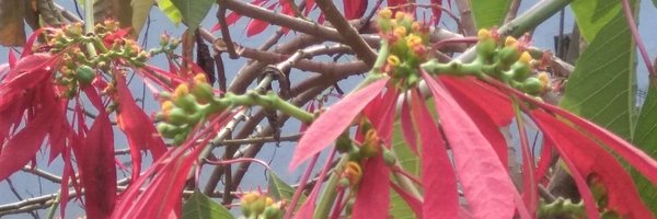 Judith_BCL Profile Banner