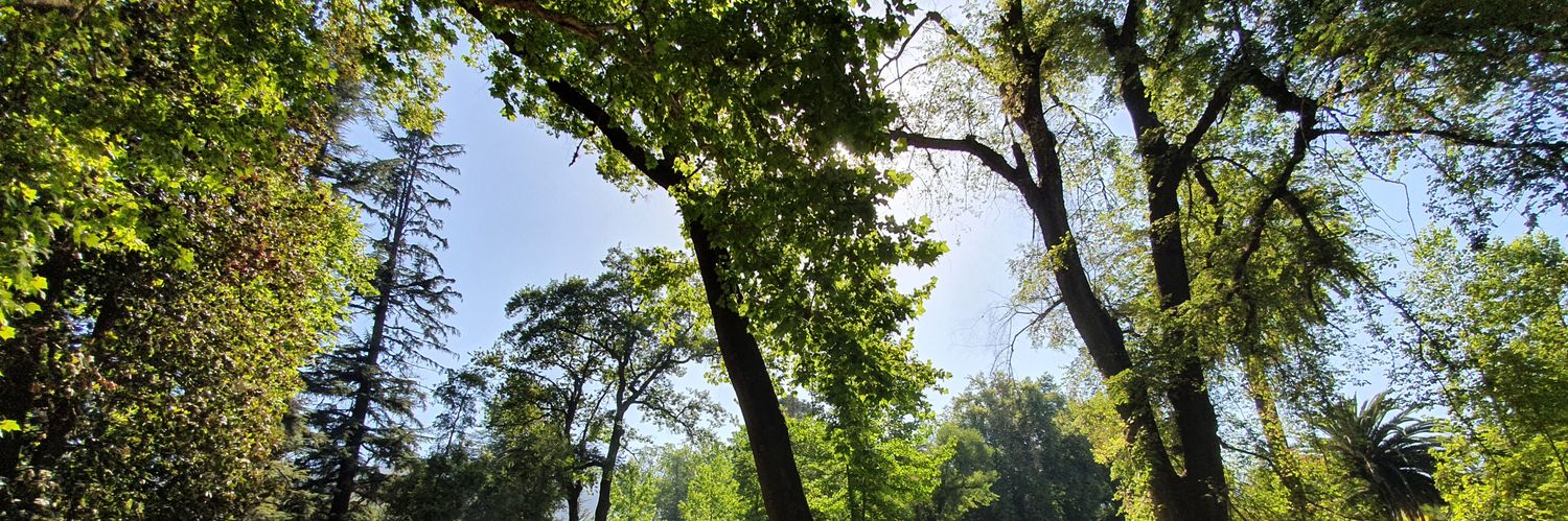 Celeste Benavides banner