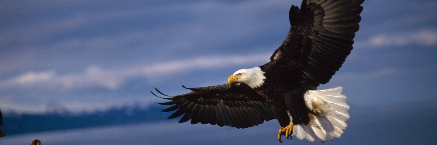 Bold American's banner