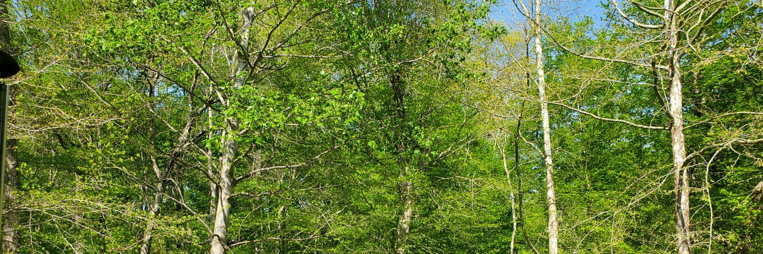 Adela Dickey banner
