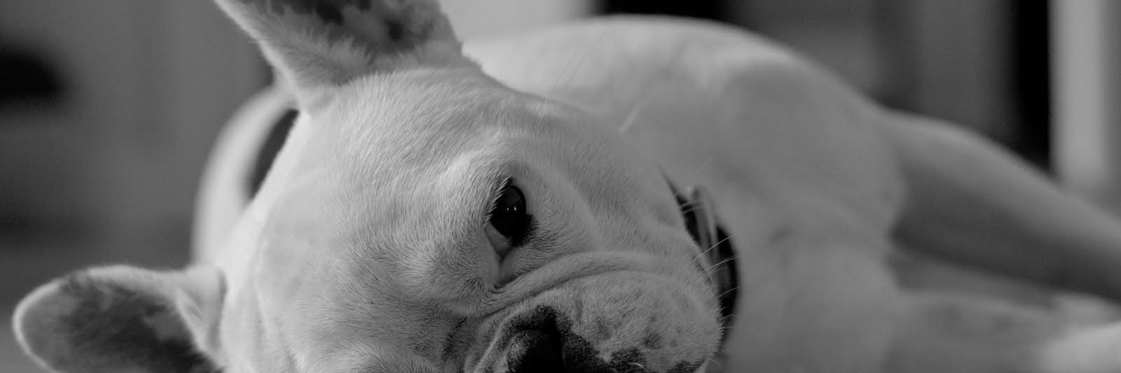 Scillia83's profile banner image