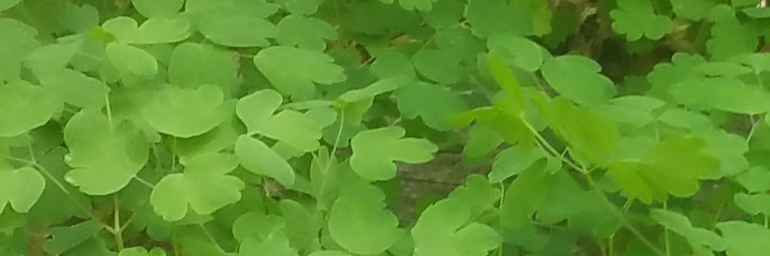 MichGrimes's profile banner image