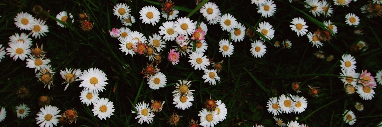 rileeedeanna's profile banner image