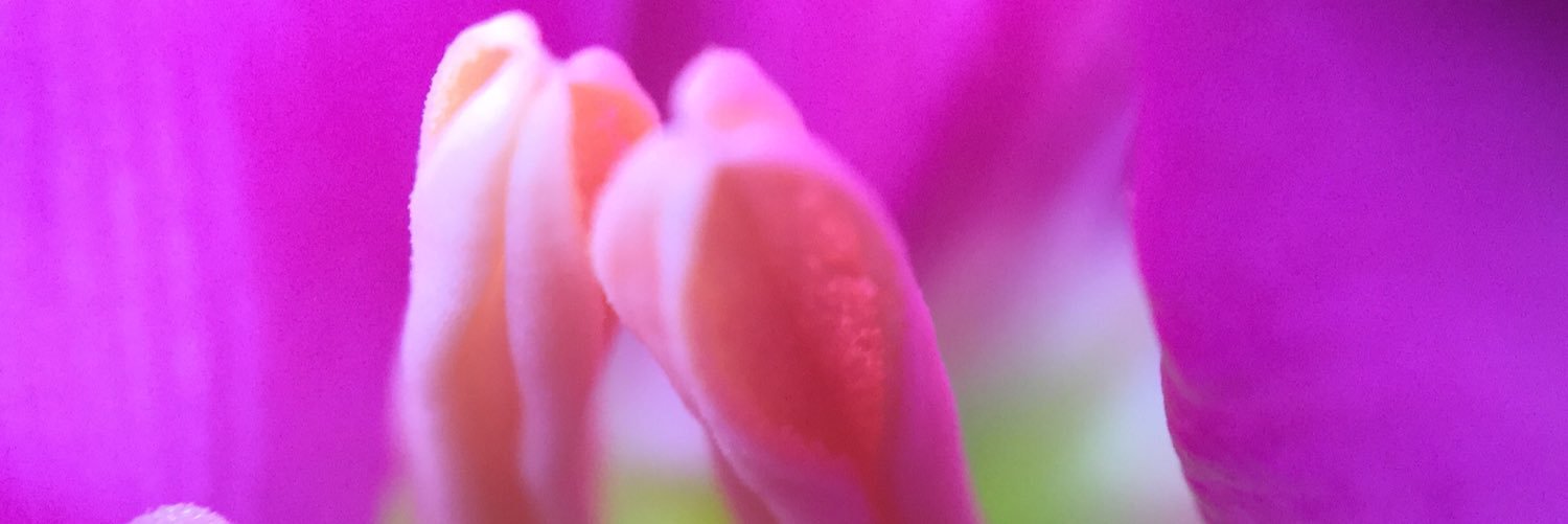 roepiroepie's profile banner image