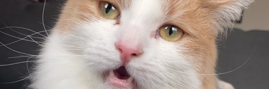 sheeplington's profile banner image