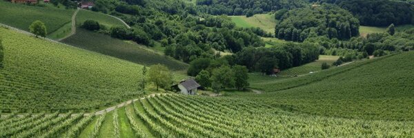 VinoCC Profile Banner