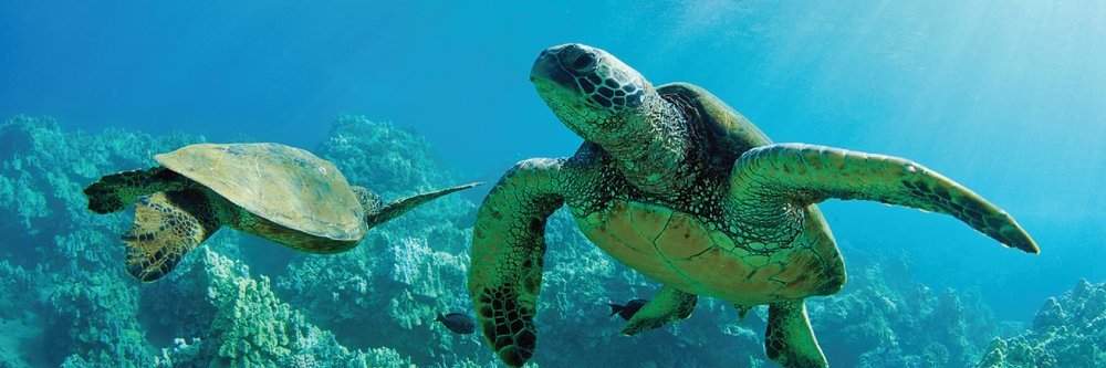 alohahitours's profile banner image