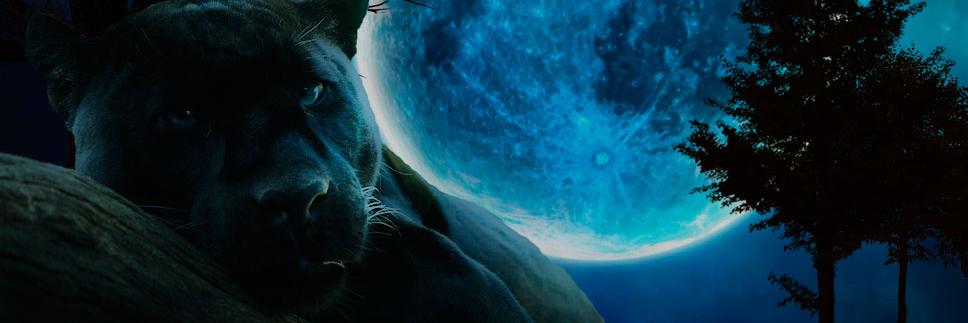 beamelen1's profile banner image